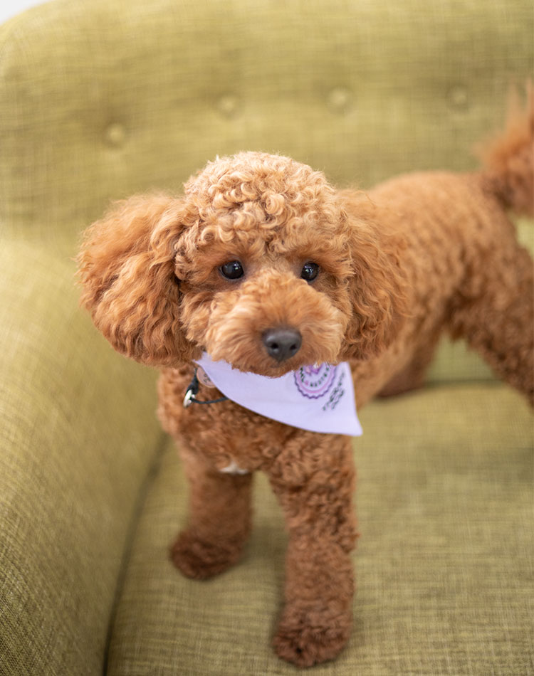 Therapy Dog for Anxious Patients My Dental Care at West End