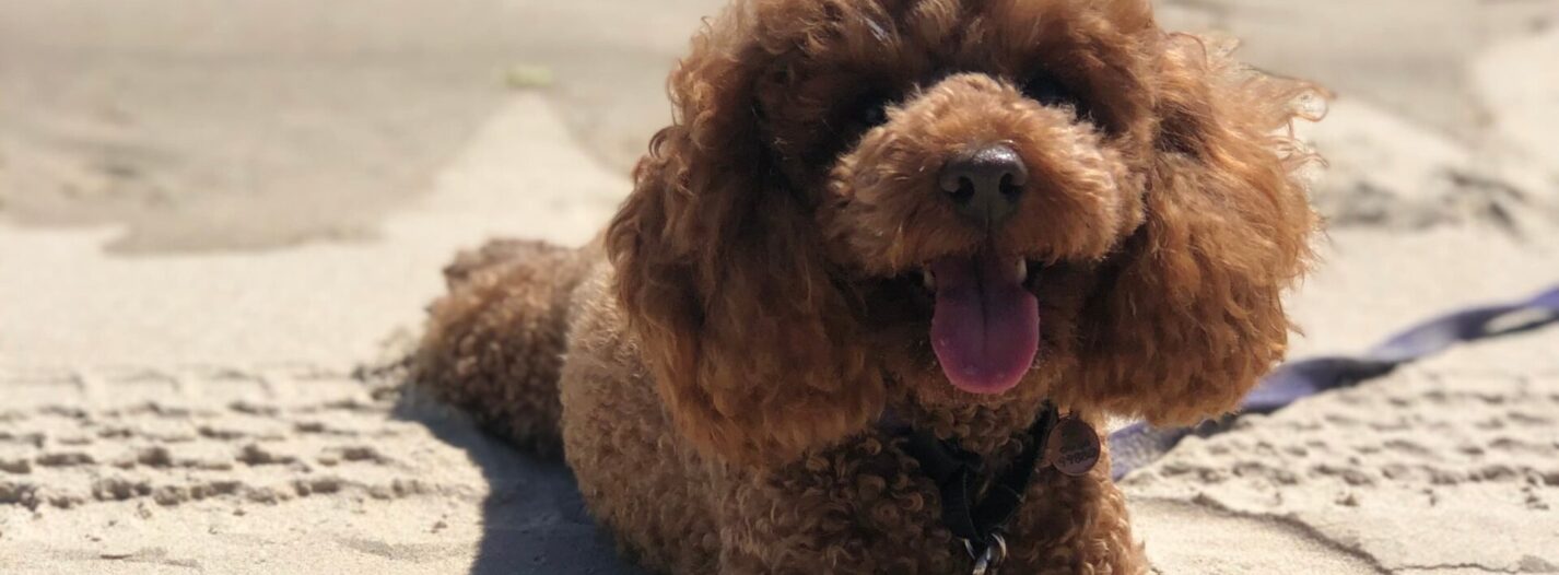 Therapy Dog