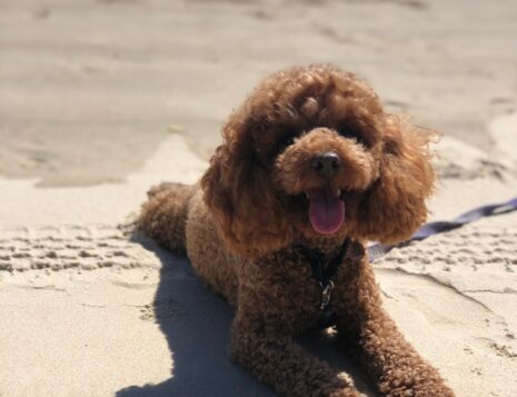 Meet Molar, the Therapy Dog: Easing Dental Anxiety at My Dental Care @ West End