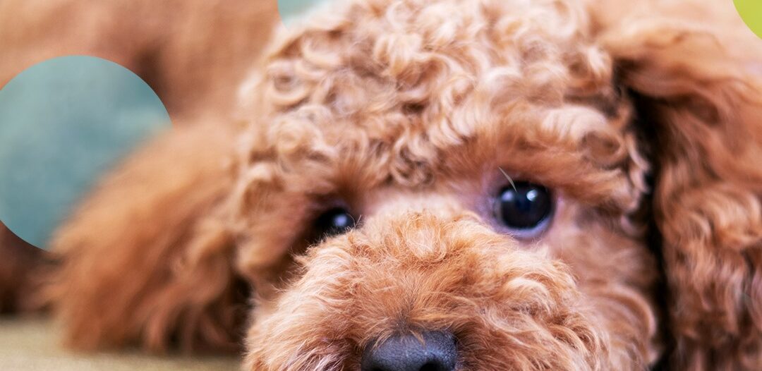 Therapy Dog